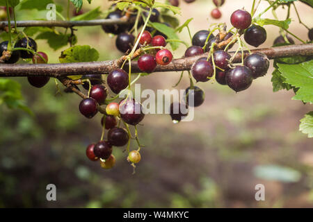 Mature ribes neri appesi da bush pronto per il raccolto Foto Stock