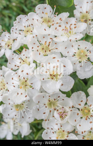 Macro primo piano fiore bianco di biancospino comune / Crataegus monogyna fiore. ID da fiore singolo stigma. Può fiorire, piante medicinali. Foto Stock