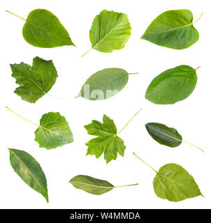 Set di varie fresche foglie verdi di alberi dal Kuban ritagliata su sfondo bianco (catalpa, ontano, syringa, abele, ciliegia, mela cotogna, acero, pera, come Foto Stock