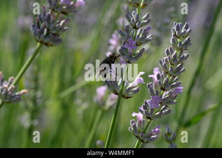 Fioritura di hosting di lavanda insetti e coleotteri Foto Stock