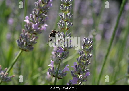 Fioritura di hosting di lavanda insetti e coleotteri Foto Stock