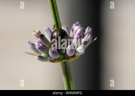 Fioritura di hosting di lavanda insetti e coleotteri Foto Stock