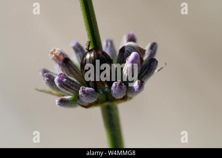 Fioritura di hosting di lavanda insetti e coleotteri Foto Stock
