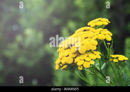 Tansy Tanacetum vulgare, Tansy comune, pulsanti di amaro, mucca amaro, Artemisia bottoni oro. Foto Stock