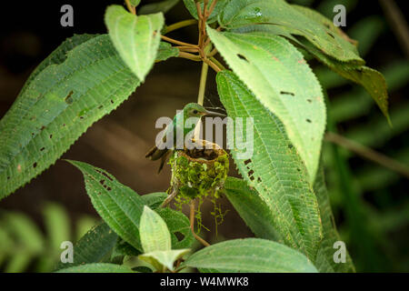 Animali, uccelli, una femmina Rufous-tailed Hummingbird, Amazilia tzacatl, sul suo nido nel Parco Nazionale di Tortuguero in Costa Rica. Foto Stock