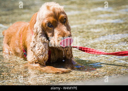 24 luglio 2019, Assia, Frankfurt/Main: il francese cocker spaniel 'Haribo' gode di un bagno in una fontana nel centro della città nella calura estiva. Foto: Frank Rumpenhorst/dpa Foto Stock