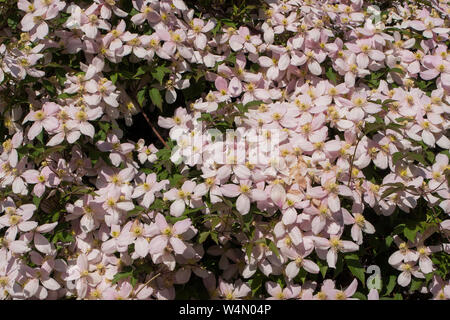 Rosa Clematis Montana "rubens" arrampicarsi su di un pergolato. Foto Stock