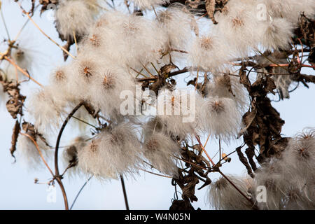 Le teste di seme di rosa la clematide Montana "rubens" arrampicarsi su di un pergolato. Foto Stock