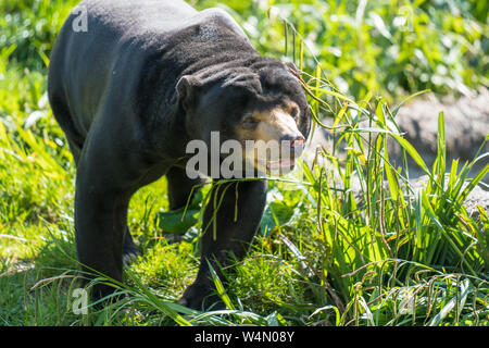 Sun Bear (Helarctos malayanus) nativi del sud-est asiatico, lo zoo di Chester Cheshire England Regno Unito.Maggio 2019. Foto Stock