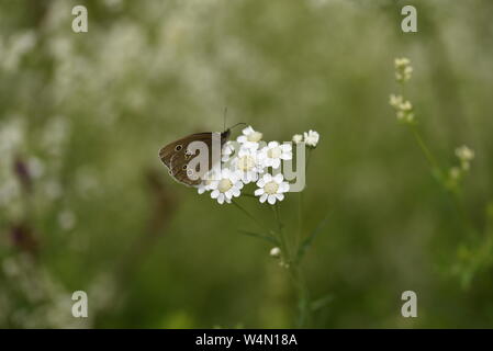 Anello farfalla sulla Sneezewort Foto Stock