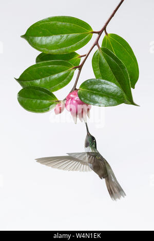 Animali, uccelli, un maschio bianco-panciuto Mountain-gem Hummingbird, Lampornis hemileucus, si alimenta di un mirtillo tropicale Fiore in Costa Rica. Fotografato in chiave di elevata illuminazione per effetto artistico. Foto Stock