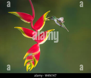 Animali, uccelli, un maschio bianco-panciuto Mountain-gem Hummingbird, Lampornis hemileucus, feed di una aragosta tropicale Heliconia artiglio in Costa Rica. Foto Stock