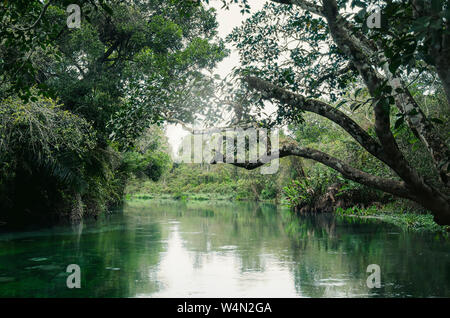 Acqua cristallina da un fiume streaming circondata da una foresta in un nebbioso giorno d'inverno. Toni di verde acqua del fiume. Le bellezze naturali delle turiste Foto Stock