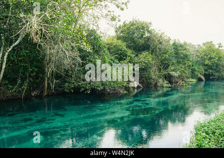 Acqua cristallina da un fiume streaming circondata da una foresta in un nebbioso giorno d'inverno. Toni di verde acqua del fiume. Le bellezze naturali delle turiste Foto Stock