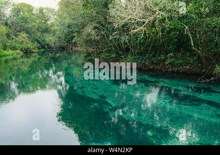 Acqua cristallina da un fiume streaming circondata da una foresta in un nebbioso giorno d'inverno. Toni di verde acqua del fiume. Le bellezze naturali delle turiste Foto Stock