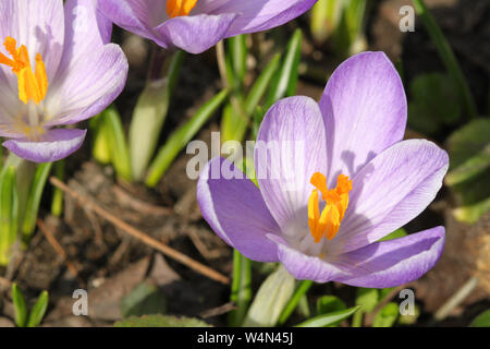 Primi segni di primavera - viola chiaro crocus Foto Stock