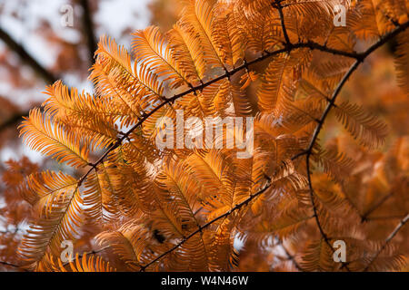 Alba albero di sequoia, Metasequoia glyptostroboides in autunno / colori autunnali. Foto Stock