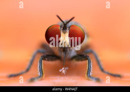 Vista frontale di estrema dettagli ingranditi robber fly eating preda in natura yellow leaf background Foto Stock
