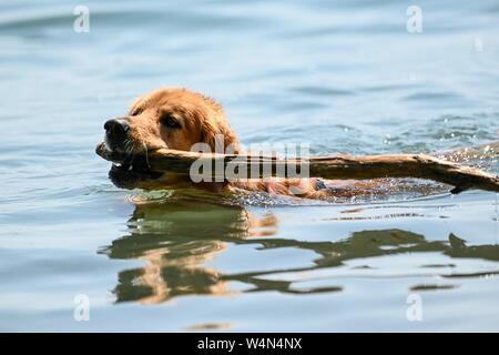 24 luglio 2019, Baden-Wuerttemberg, Gohren am Bodensee: Cane 'DDelhi' nuotate nel Lago di Costanza e recupera un bastone che il suo padrone ha gettato in. Foto: Felix Kästle/dpa Foto Stock