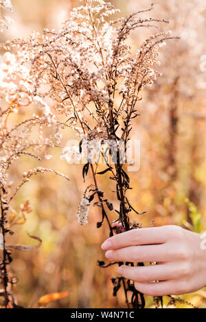 Fotografia del lato femmina tocca il Giallo autunno impianto a secco Foto Stock