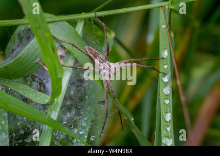 Vivaio femmina web spider, Pisaura mirabilis, proteggendo la sua spiderlings nella loro tenda sul web in un giorno di pioggia, REGNO UNITO Foto Stock