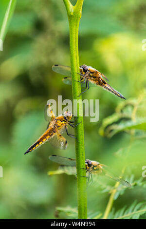 Chiudere fino a tre quattro-spotted Chaser libellule (Libellula quadrimaculata) si ripara dalla pioggia, aggrappato a un bracken stelo Foto Stock