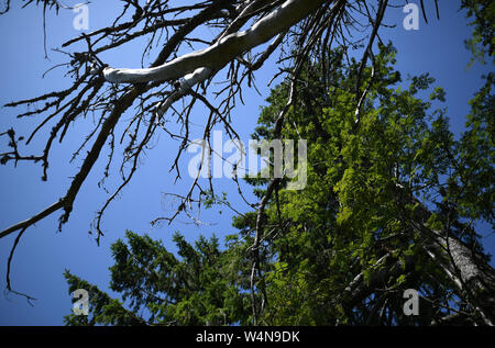 24 luglio 2019, Baden-Wuerttemberg, Freiburg: un albero morto sorge sullo Schauinsland accanto a un abete. Foto: Patrick Seeger/dpa Foto Stock