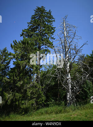 24 luglio 2019, Baden-Wuerttemberg, Freiburg: un albero morto sorge sullo Schauinsland accanto a un abete. Foto: Patrick Seeger/dpa Foto Stock
