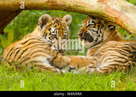 Due Amur/Siberiano cuccioli di tigre (Panthera Tigris Altaica) sotto un albero Foto Stock