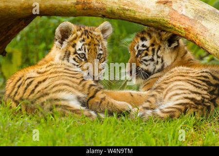 Due Amur/Siberiano cuccioli di tigre (Panthera Tigris Altaica) sotto un albero Foto Stock