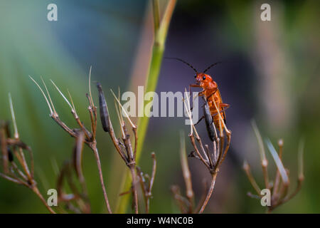 Due comune soldato rosso maggiolini su hogweed Foto Stock