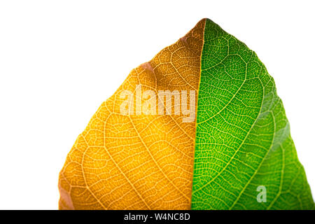 Due tonalità di colore leaf isolati su sfondo bianco. stagione concetto di modifica Foto Stock