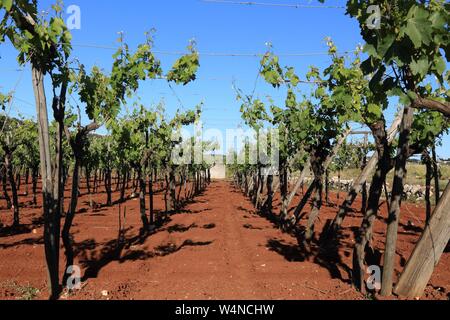 Puglia vigna - la vinificazione regione nella provincia di Bari, Italia. Foto Stock