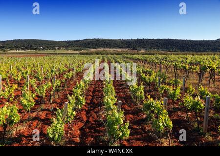 Puglia vigna - la vinificazione regione nella provincia di Bari, Italia. Foto Stock