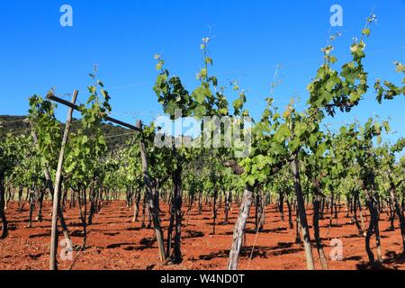 Puglia vigna - la vinificazione regione nella provincia di Bari, Italia. Foto Stock