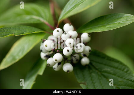 Frutti di bosco identità botanica sfondo macro arte stampe di alta qualità prodotti cinquanta megapixel Cornus sinicera famiglia Cornaceae Foto Stock