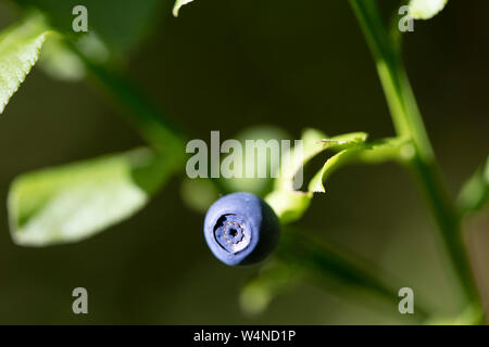 Frutti di bosco identità botanica sfondo macro arte stampe di alta qualità prodotti cinquanta megapixel Vaccinium myrtillus famiglia Ericaceae Foto Stock