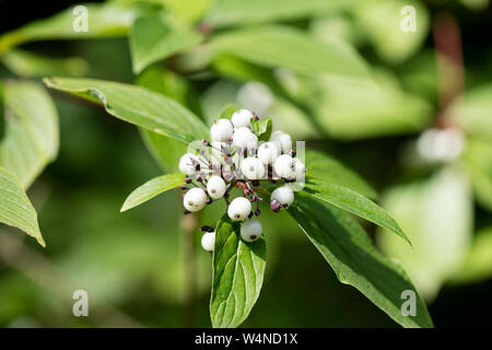 Frutti di bosco identità botanica sfondo macro arte stampe di alta qualità prodotti cinquanta megapixel Cornus sinicera famiglia Cornaceae Foto Stock