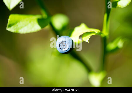 Frutti di bosco identità botanica sfondo macro arte stampe di alta qualità prodotti cinquanta megapixel Vaccinium myrtillus famiglia Ericaceae Foto Stock