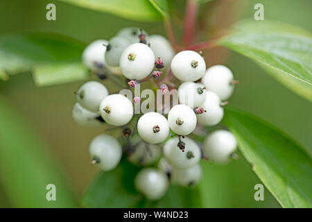 Frutti di bosco identità botanica sfondo macro arte stampe di alta qualità prodotti cinquanta megapixel Cornus sinicera famiglia Cornaceae Foto Stock