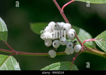 Frutti di bosco identità botanica sfondo macro arte stampe di alta qualità prodotti cinquanta megapixel Cornus sinicera famiglia Cornaceae Foto Stock