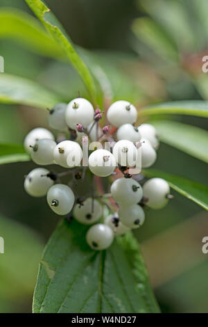 Frutti di bosco identità botanica sfondo macro arte stampe di alta qualità prodotti cinquanta megapixel Cornus sinicera famiglia Cornaceae Foto Stock