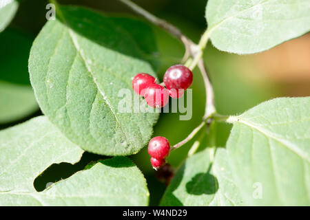 Frutti di bosco identità botanica sfondo macro arte stampe di alta qualità prodotti cinquanta megapixel Cornus sinicera famiglia Cornaceae Foto Stock