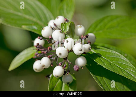 Frutti di bosco identità botanica sfondo macro arte stampe di alta qualità prodotti cinquanta megapixel Cornus sinicera famiglia Cornaceae Foto Stock