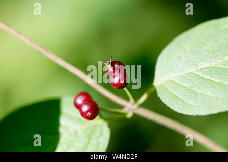 Frutti di bosco identità botanica sfondo macro arte stampe di alta qualità prodotti cinquanta megapixel Cornus sinicera famiglia Cornaceae Foto Stock