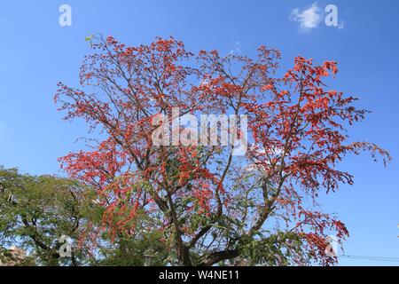 Royal Poinciana noto anche come fiammeggiante tree (latino: Delonix regia). Rosso albero in fiore in Cuba. Foto Stock