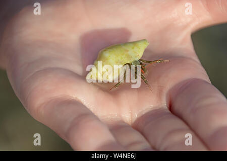 Granchio di Hermit Pagurus specie con il suo guscio sul palm. Rodi Grecia Europa Foto Stock