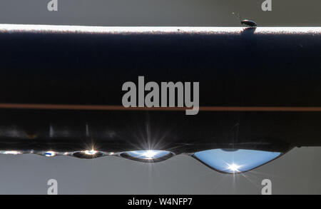 24 luglio 2019, Baden-Wuerttemberg, Eppingen: Acqua scende appendere da un tubo flessibile di irrigazione. Foto: Sebastian Gollnow/dpa Foto Stock