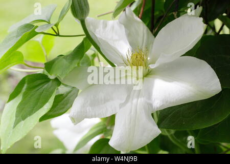 Grandi fiori di Clematis 'Miss Bateman', primi grandi fiori di Clematis fioriti all'inizio dell'estate - giugno. REGNO UNITO Foto Stock