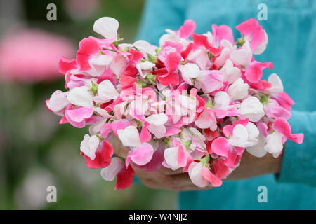 Lathyrus odoratus "dipinto Lady'. Mazzetto di appena raccolte di piselli dolci in estate. Regno Unito Foto Stock